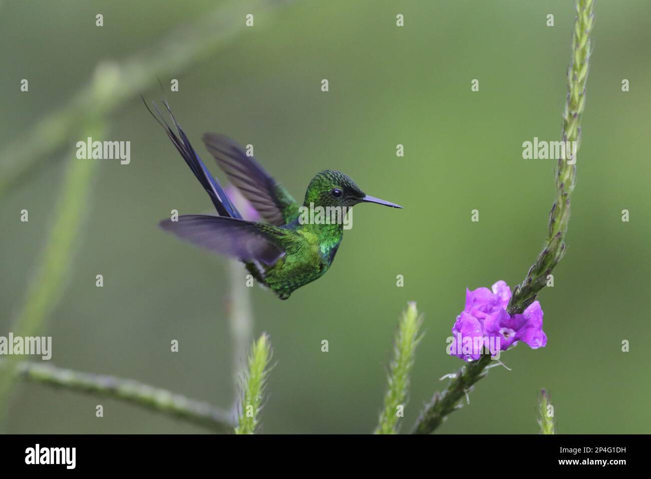 Coda di rondine verde (Discosura conversii), coda di rondine verde, colibrì, Animali, Uccelli, Green Thorntail adulto maschio, in volo, che si sorvola a fiore Foto Stock