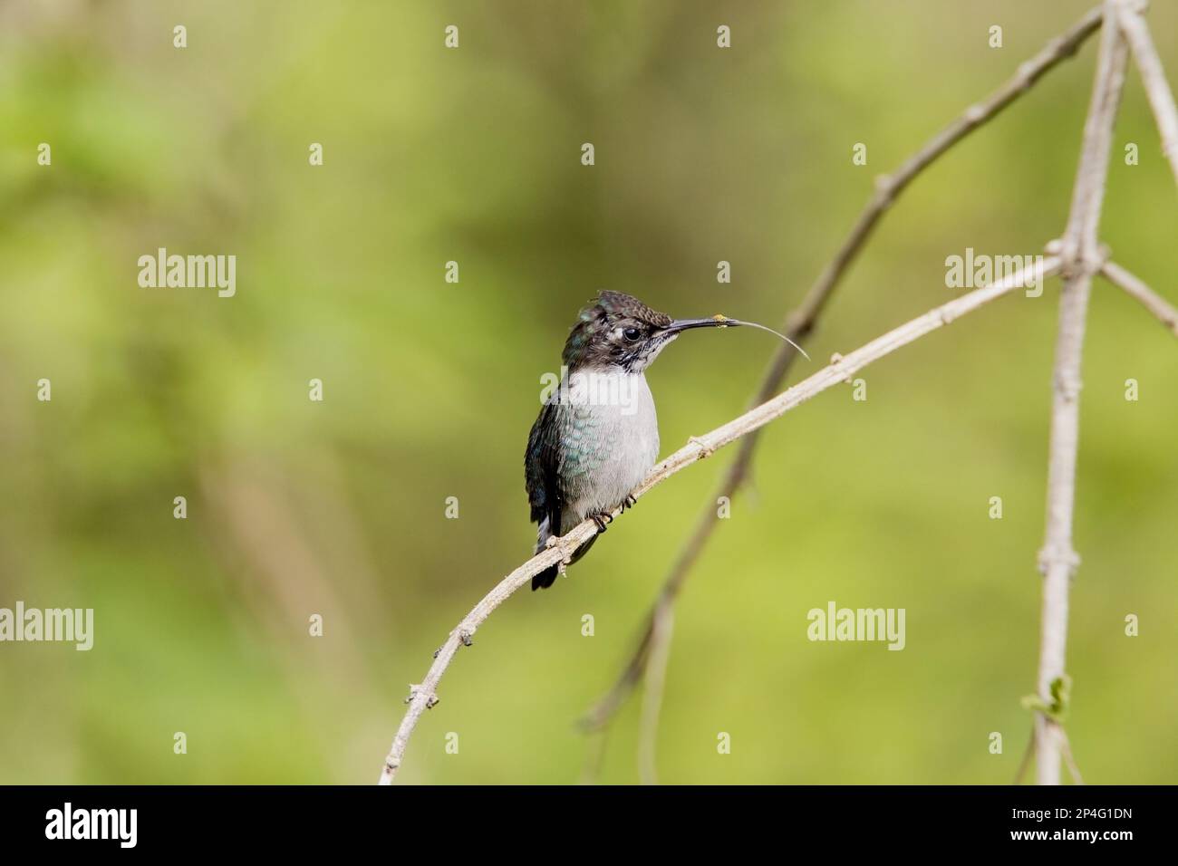 Bee Hummingbird (Melisuga helenae) maschio immaturo, con lingua fuori e polline sul becco, arroccato sul ramoscello, penisola di Zapata, provincia di Matanzas, Cuba Foto Stock