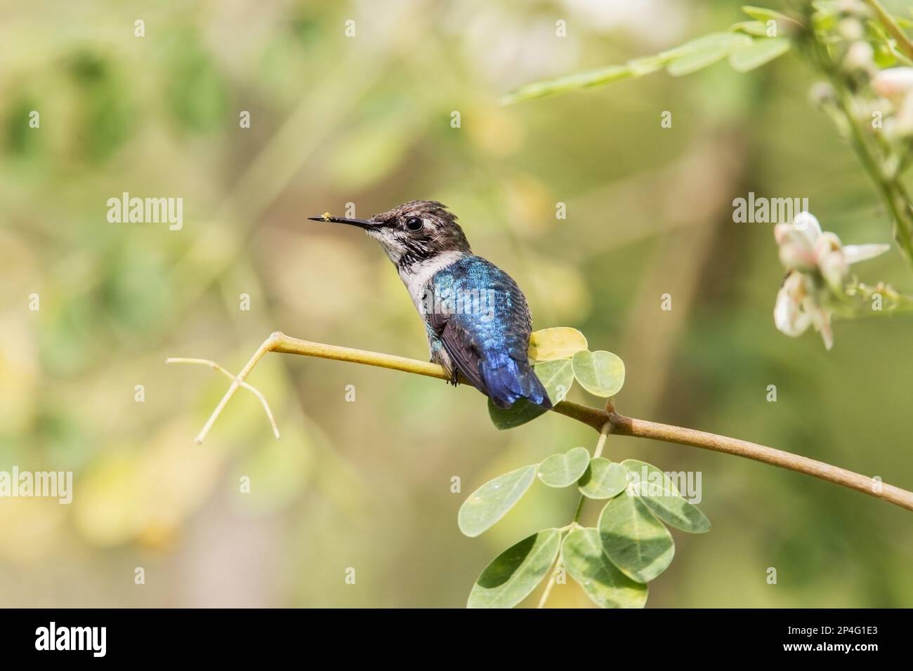Bee Hummingbird (Melisuga helenae) maschio immaturo, con polline sul becco, arroccato sul ramoscello, Penisola di Zapata, Provincia di Matanzas, Cuba Foto Stock