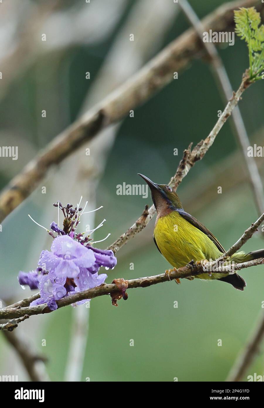 Sunbird dalla gola bruna (Anthreptes malacensis malacensis) maschio adulto, che si nutre di fiori dopo la doccia a pioggia, Taman Negara N. P. Titiwangsa Mountains Foto Stock
