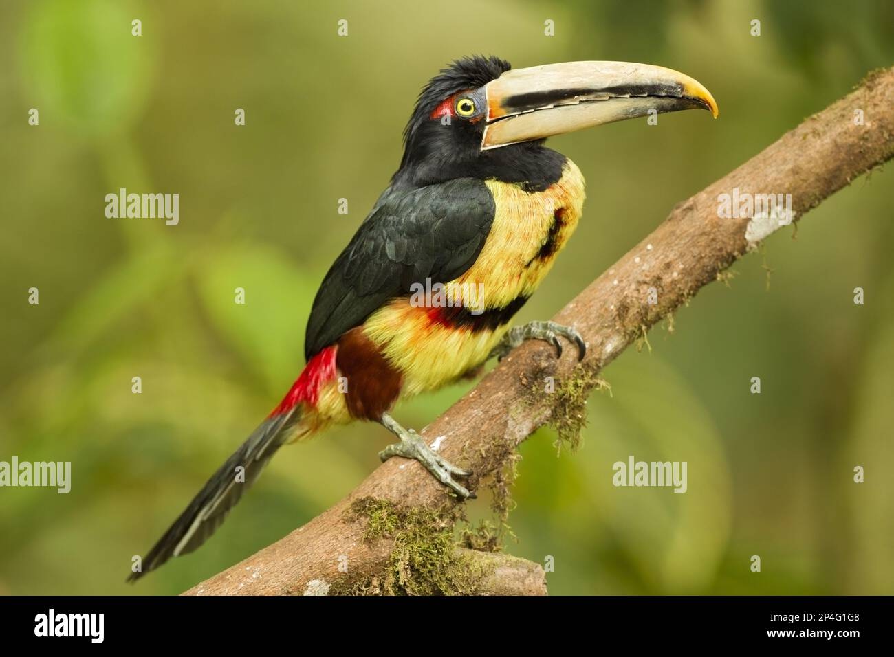 Aracari pallido-mandibled (Pteroglosso eritropigius) adulto, arroccato su ramo nella foresta pluviale montana, Ande, Ecuador Foto Stock