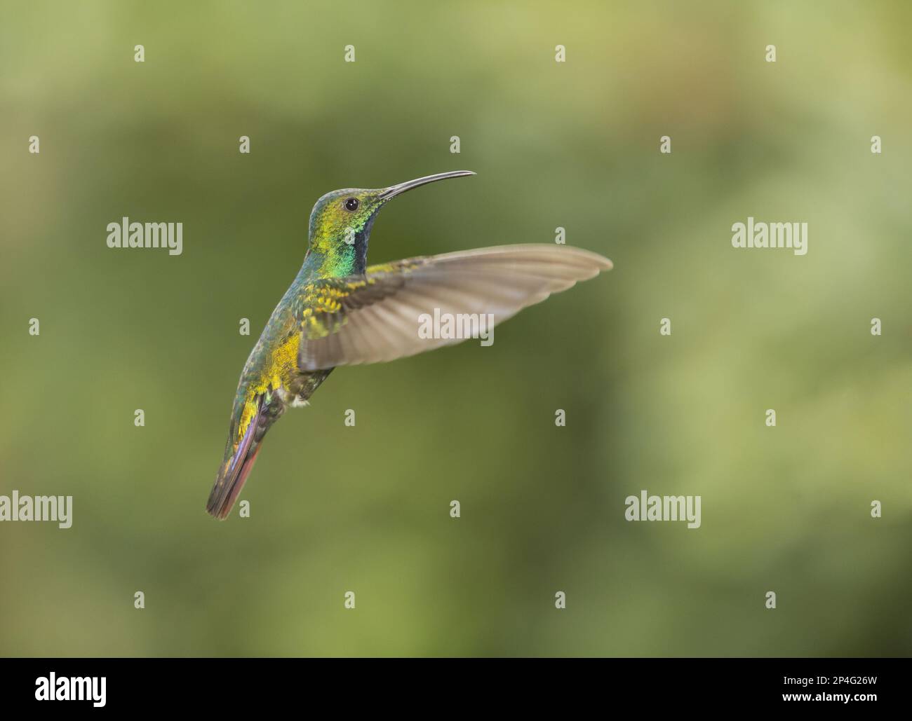 Mango di razza verde (Antracotorace prevostii), mango di razza verde Hummingbird, Hummingbird, Animali, Uccelli, Mango adulto verde, in Foto Stock