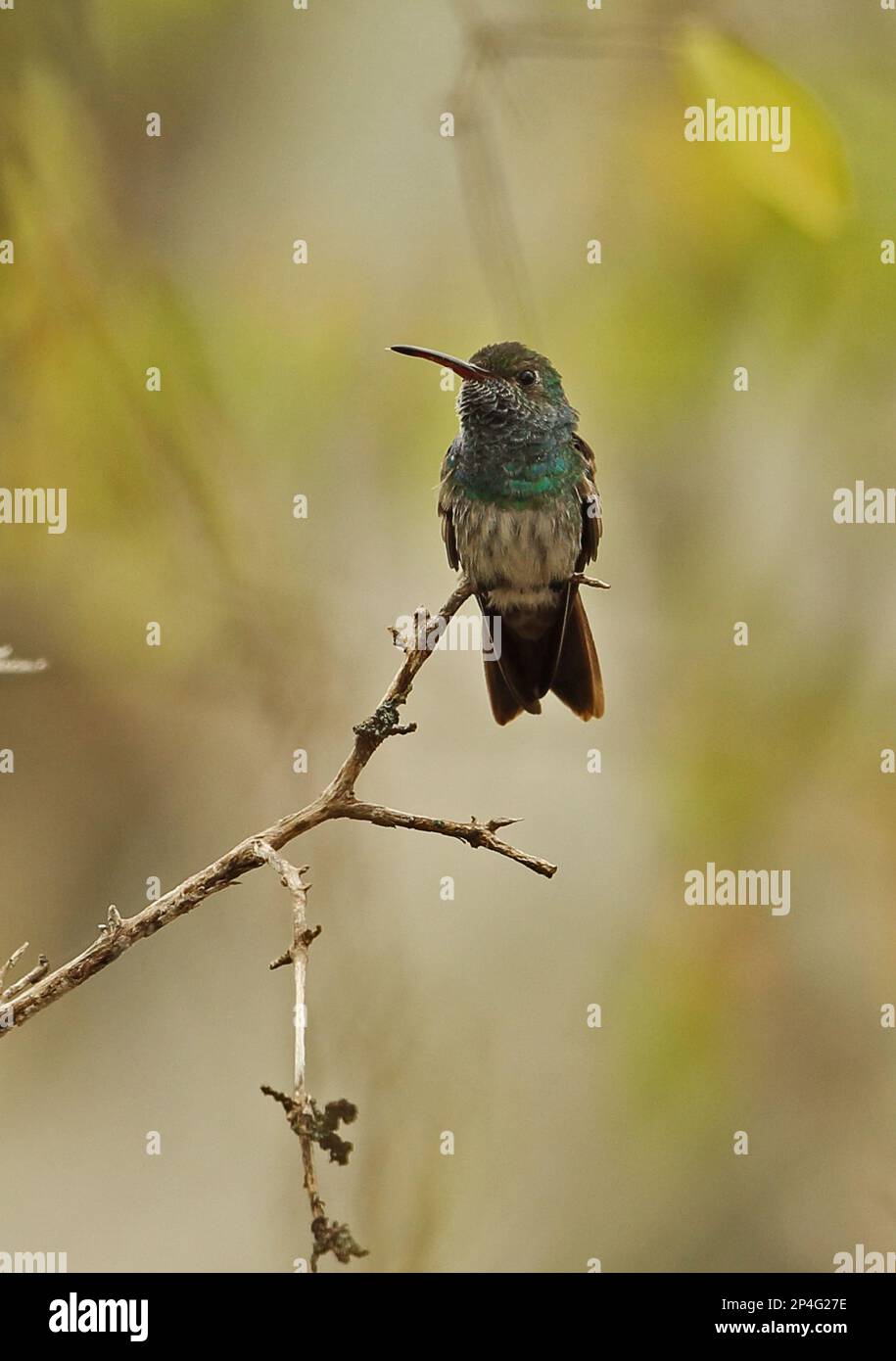 Honduran Emerald (Amazilia luciae) maschio adulto, arroccato su ramoscello, Honduran Emerald Reserve, Rio Aguan Valley, Honduras Foto Stock