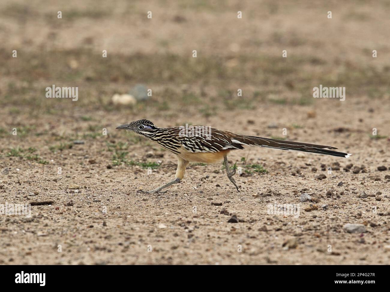 Lesser Roadrunner (Geococcyx velox) adulto, corsa, Honduran Emerald Reserve, Honduras Foto Stock