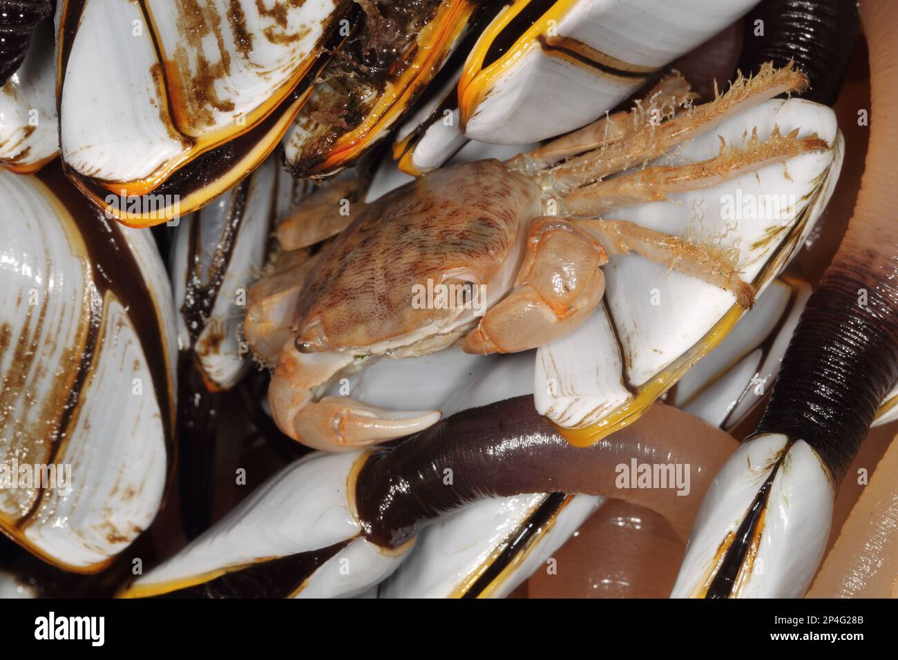 Gamberi di Columbus adulti (aerei minutus), lavati su un gruppo di barnacolo gooseneck liscio (Lepas anatifera) attaccato alla boa da pesca, Chesil Foto Stock