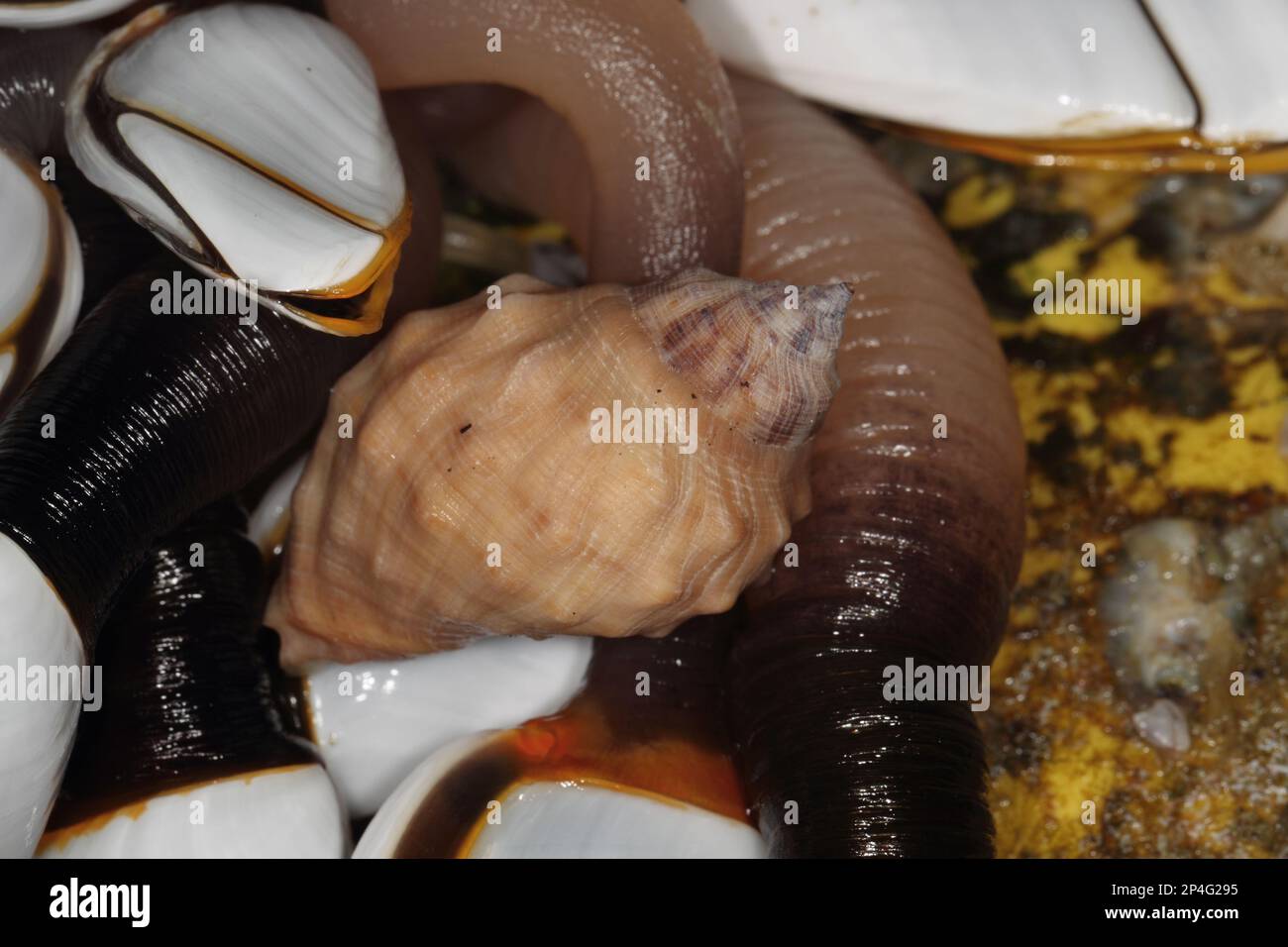 Conchiglia di roccia a boccaglio rosso (emastoma di Stramonita), sul gruppo di barnacolo gooseneck liscio (Lepas anatifera) fissato ad una boa da pesca (da Foto Stock