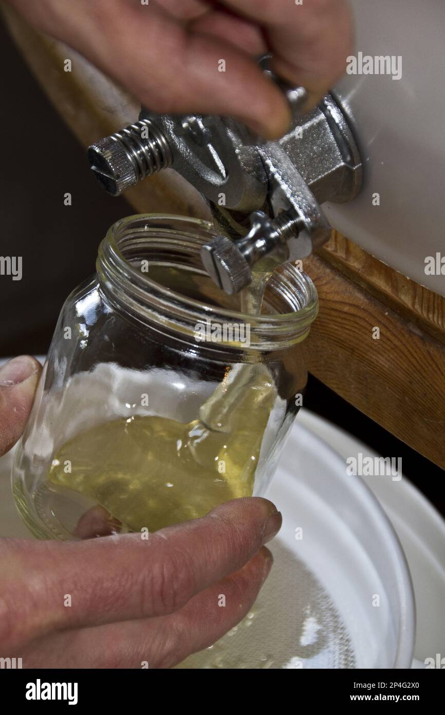 Ripieno di un vaso di miele da un tamburo di deposito. Dopo che il miele è stato filato fuori dal pettine e filtrato nel tamburo di conservazione, filtrando rimuove tutto Foto Stock