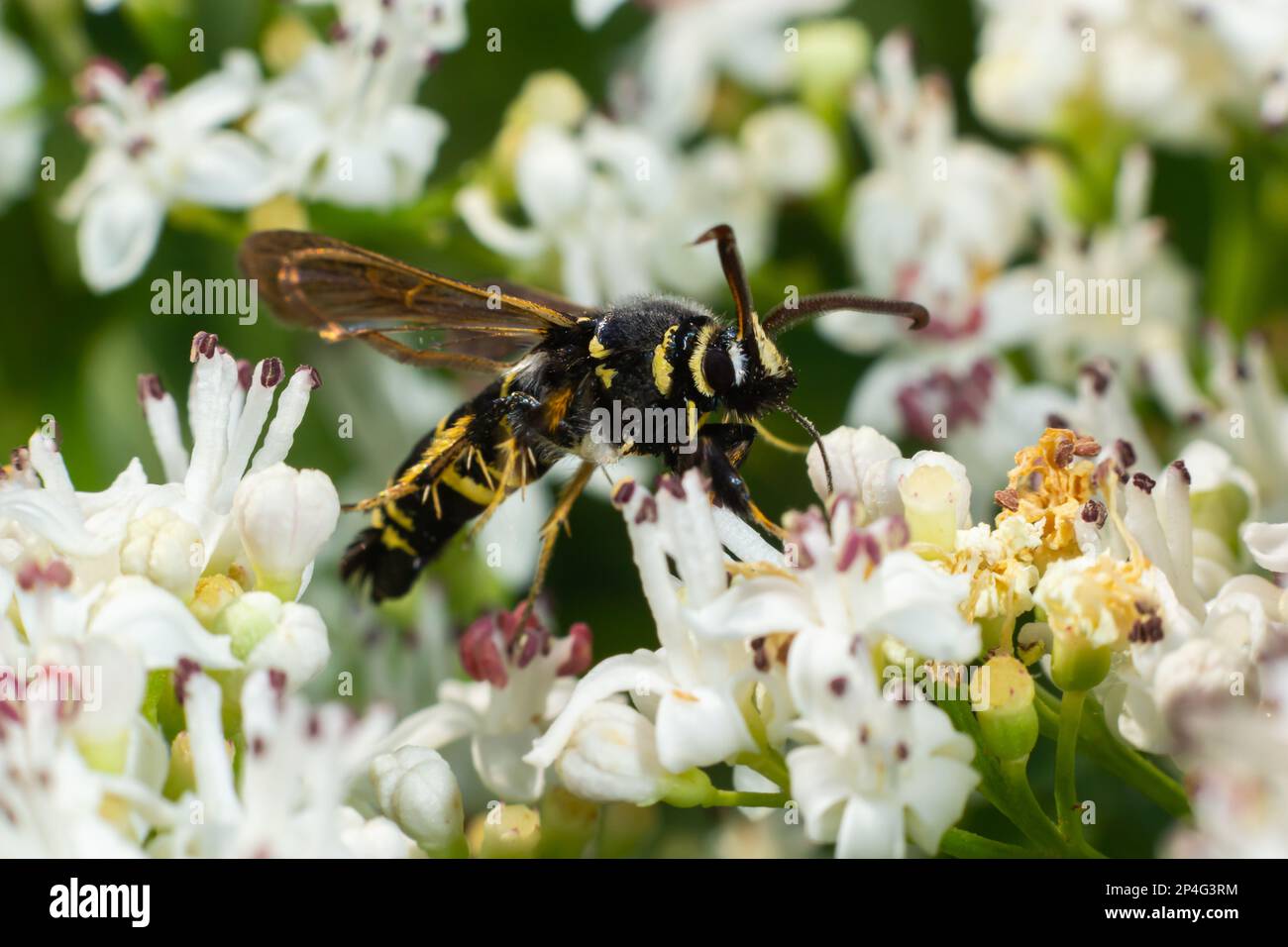 Paranthrene tabaniformis su primo piano fiore anziano. Nell'ambiente naturale, vicino alla foresta in estate. Foto Stock