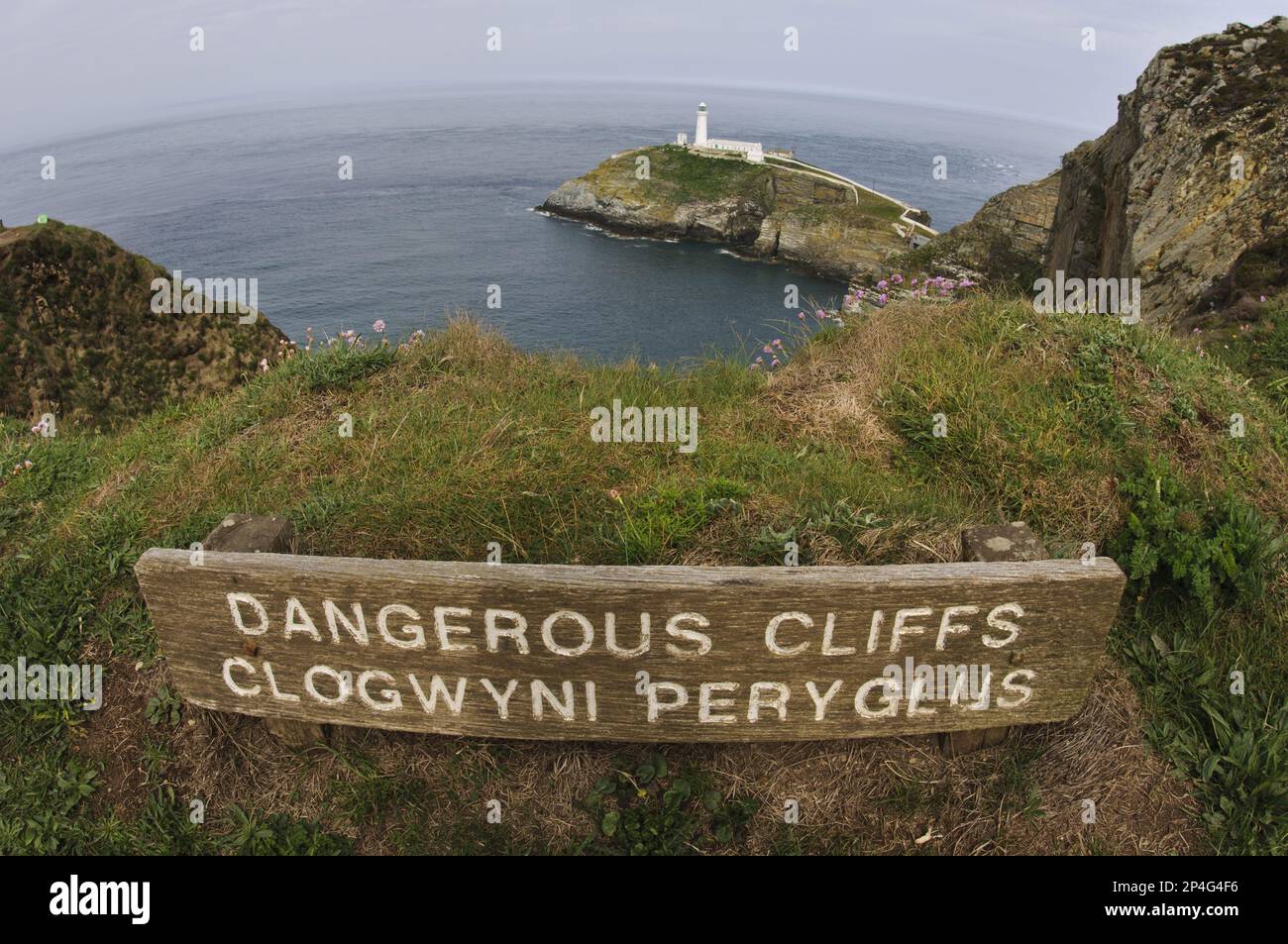 Dangerous Cliffs, RSPB Reserve, Anglesey, Galles, giugno, Clogwyni Peryglus, segno bilingue sulla cima della scogliera, con faro sullo sfondo, Stack Sud Foto Stock
