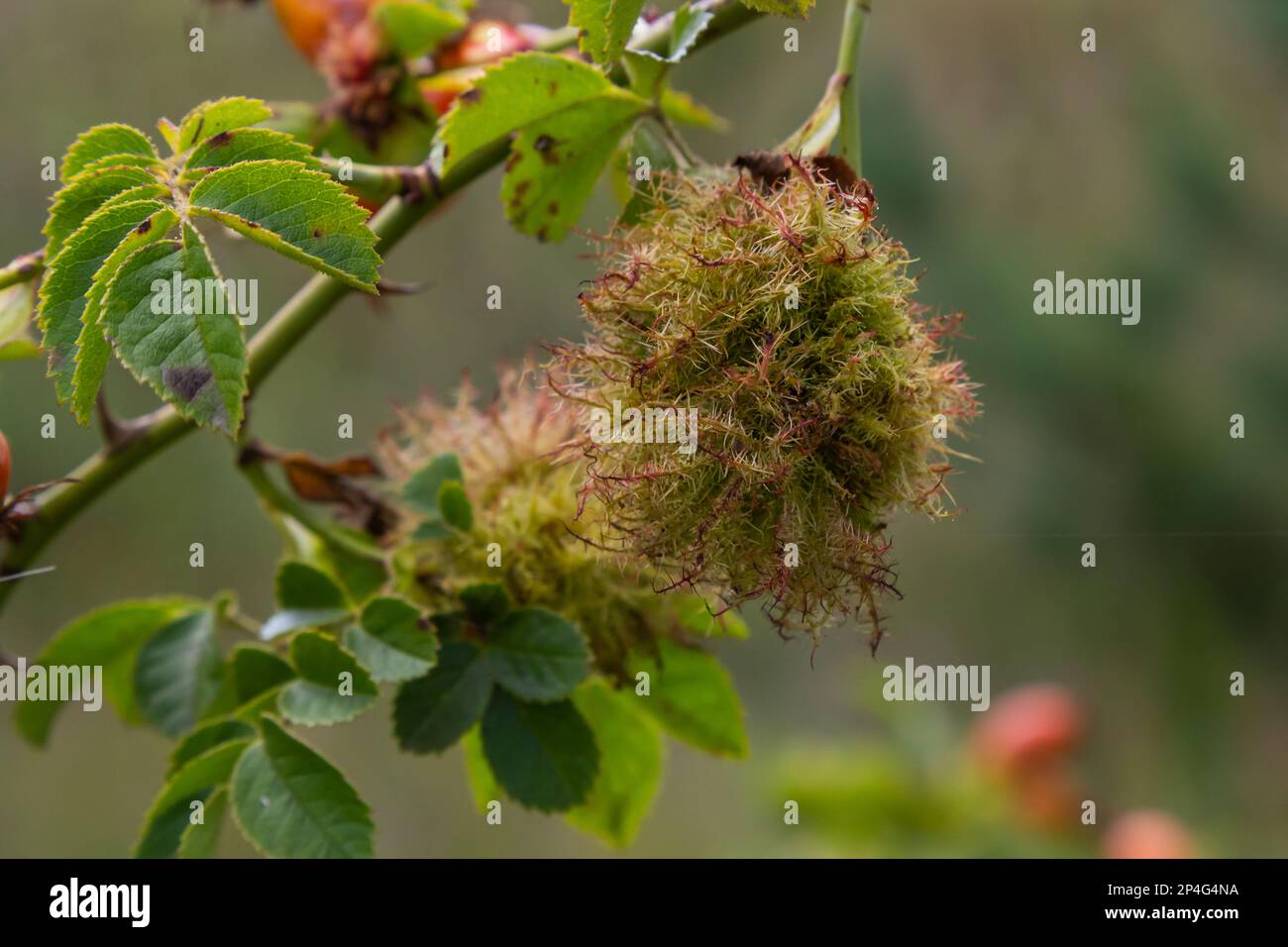 Rosa bedeguar gall, Robin's pincushion gall, muschio sfere Diplolepis rosae su rosa. Foto Stock