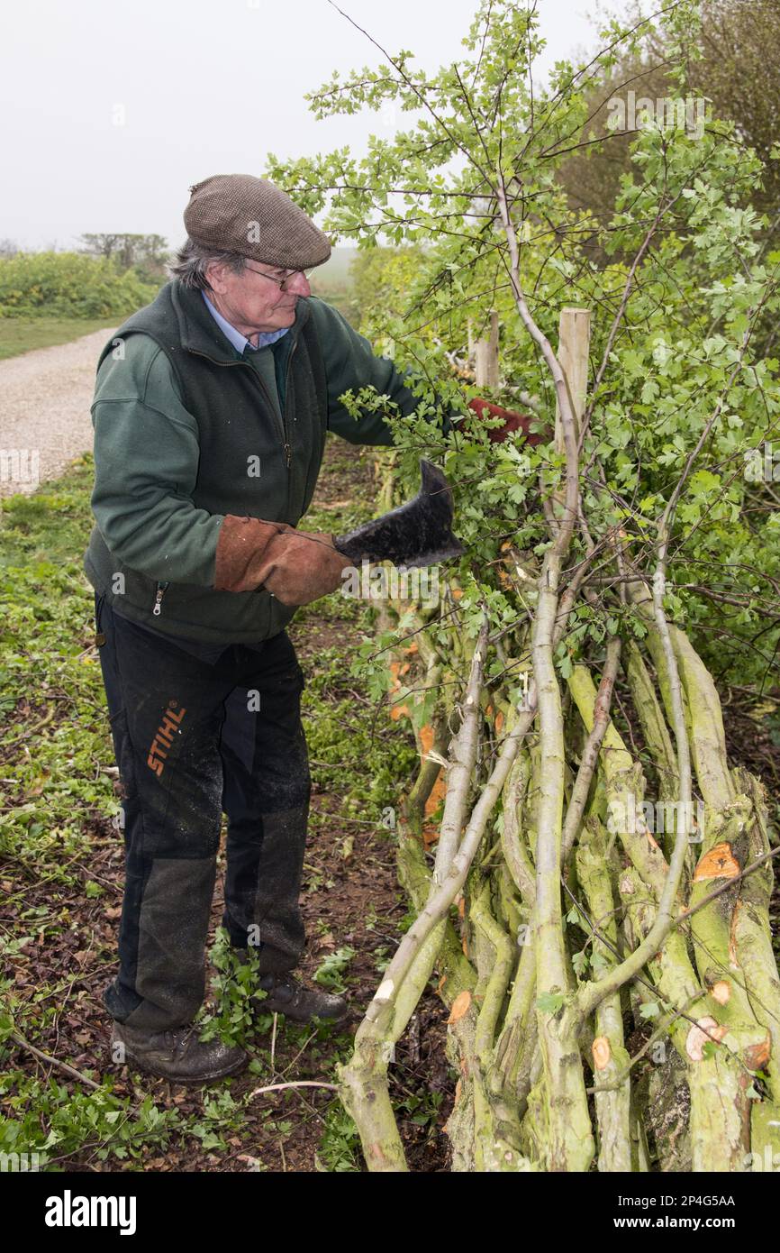 Badger Walker posa una siepe in tradizionale stile Derbyshire con pali di legno Foto Stock