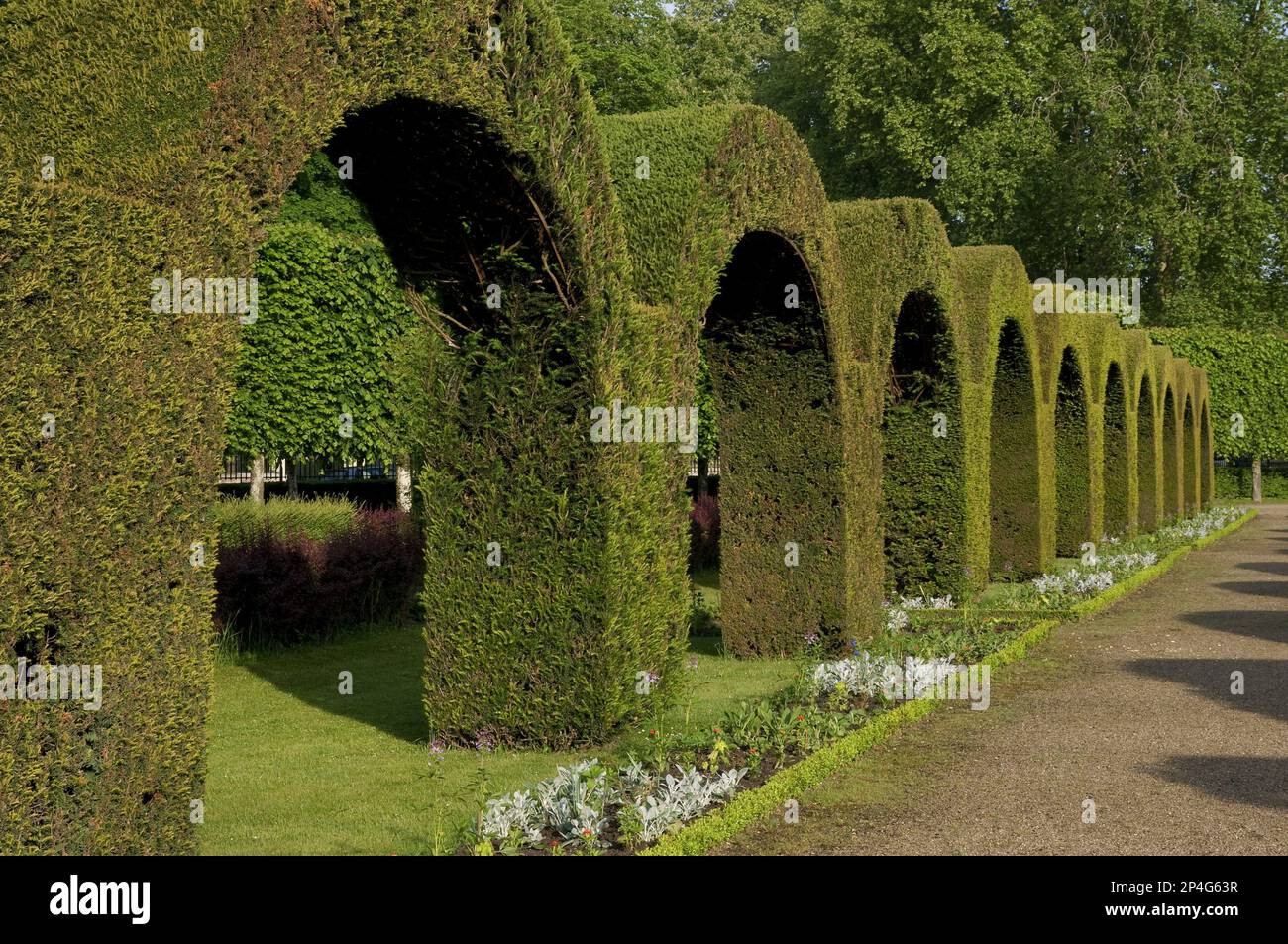 Arcate topiarie nel giardino del parco pubblico, Jardin des Pres-Fichaux, Bourges, Cher, Francia Foto Stock