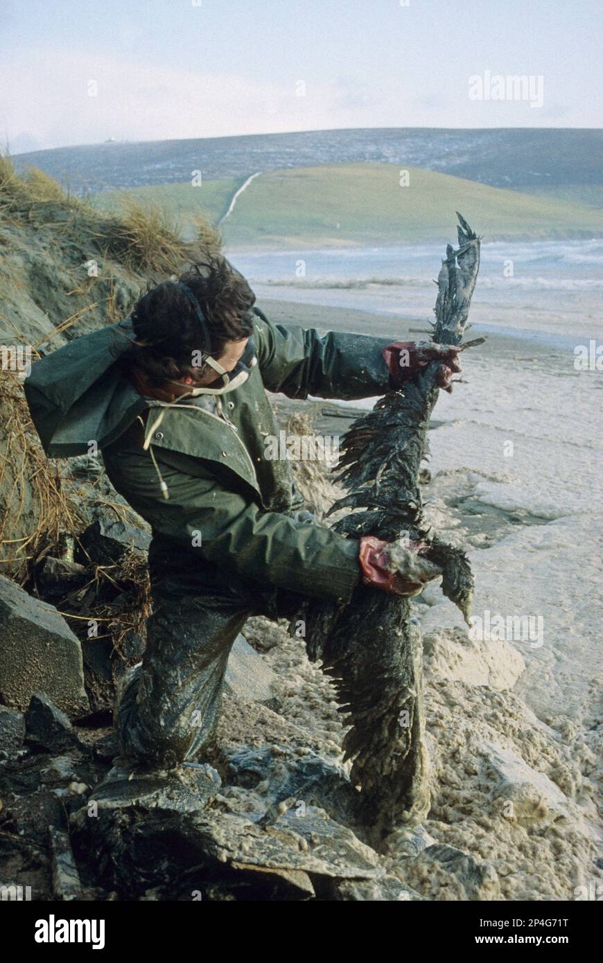 Uccello oliato morto tenuto da una persona sulla spiaggia dopo il disastro Braer, Quendale Bay, Shetland Islands, Scozia, Regno Unito Foto Stock