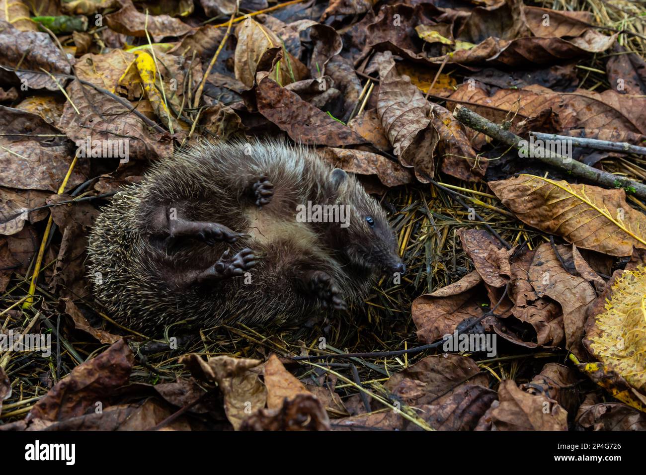 Un riccio nativo e selvaggio europeo si accoccolò in una foglia autunnale. Da vicino. Foto Stock