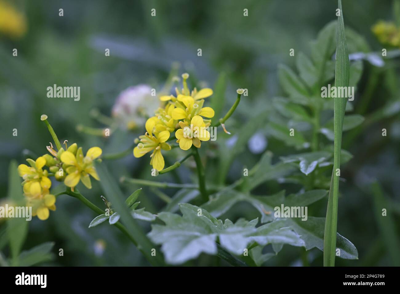 Galls di un midge, Dasineura sisymbrii, su fiori di giallo strisciante, Rorippa sylvestris Foto Stock
