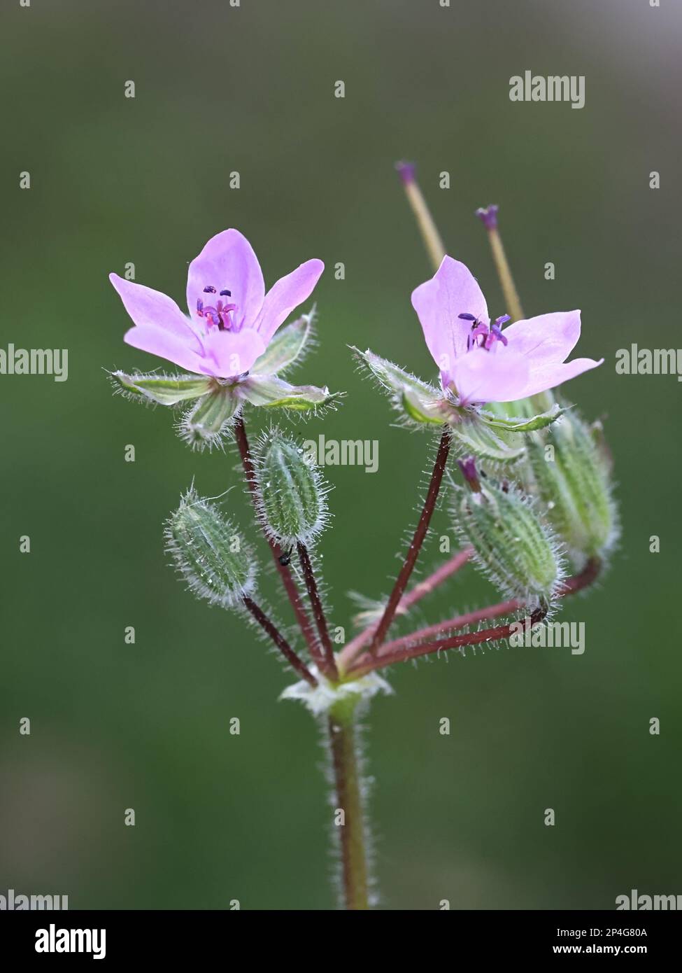 Storks­bill comune, il cicutarium di Erodium, chiamato anche film di Redstemed o il disegno di cicogna di Redstem, pianta di fioritura selvatica dalla Finlandia Foto Stock