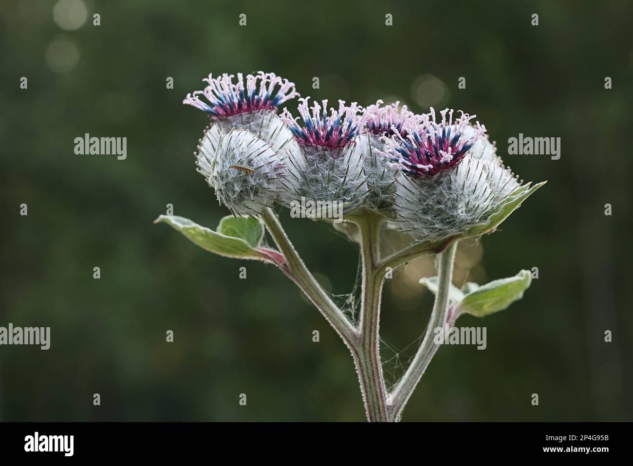 Artium tomentosum, comunemente noto come il burdock lanoso o burdock downy, pianta selvatica dalla Finlandia Foto Stock