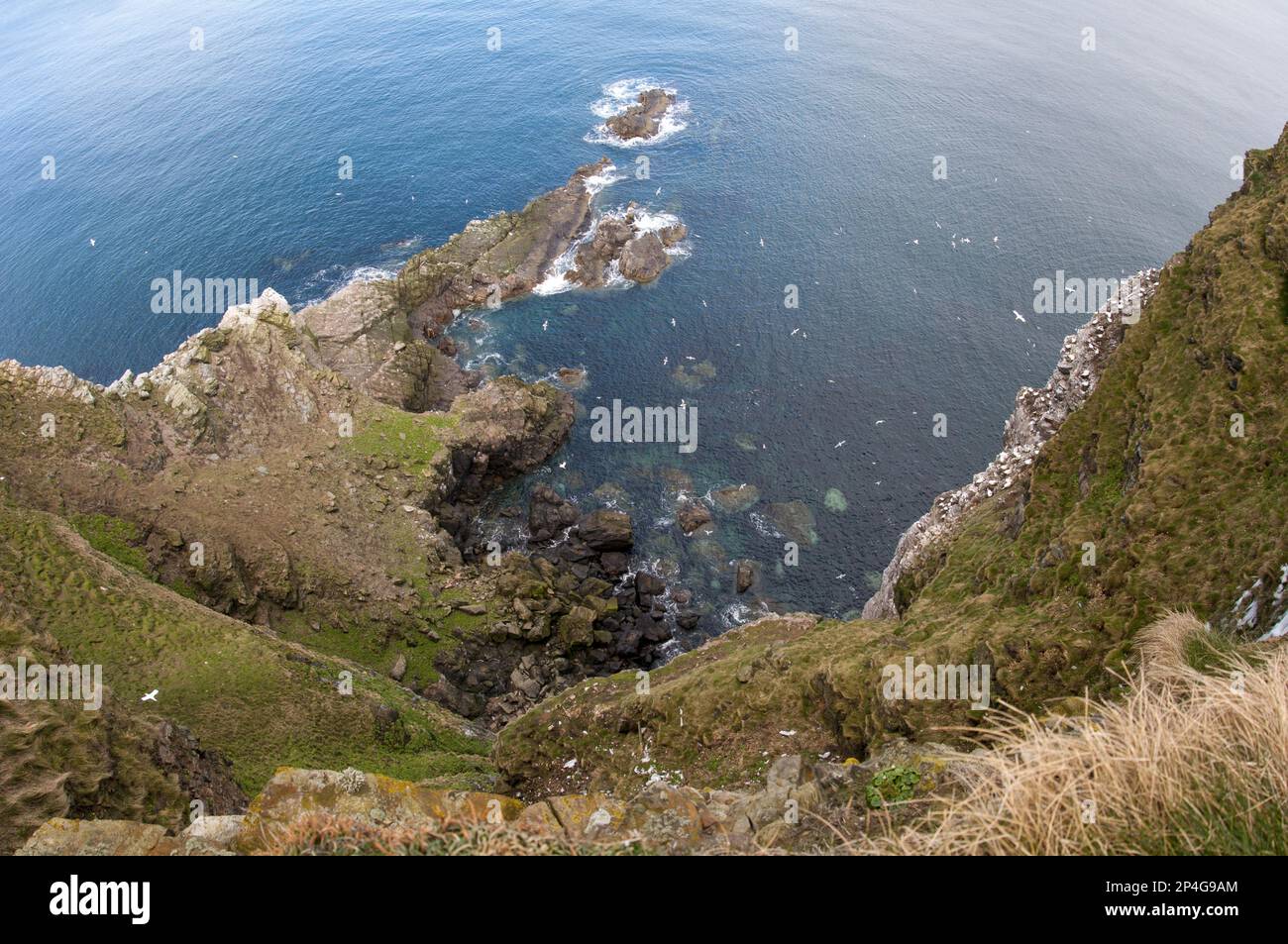 Colonia di gannet settentrionale (Morus bassanus) che nidificano e volano intorno all'habitat roccioso, leader della truppa, Moray Firth, Aberdeenshire, Scozia, Regno Unito Foto Stock