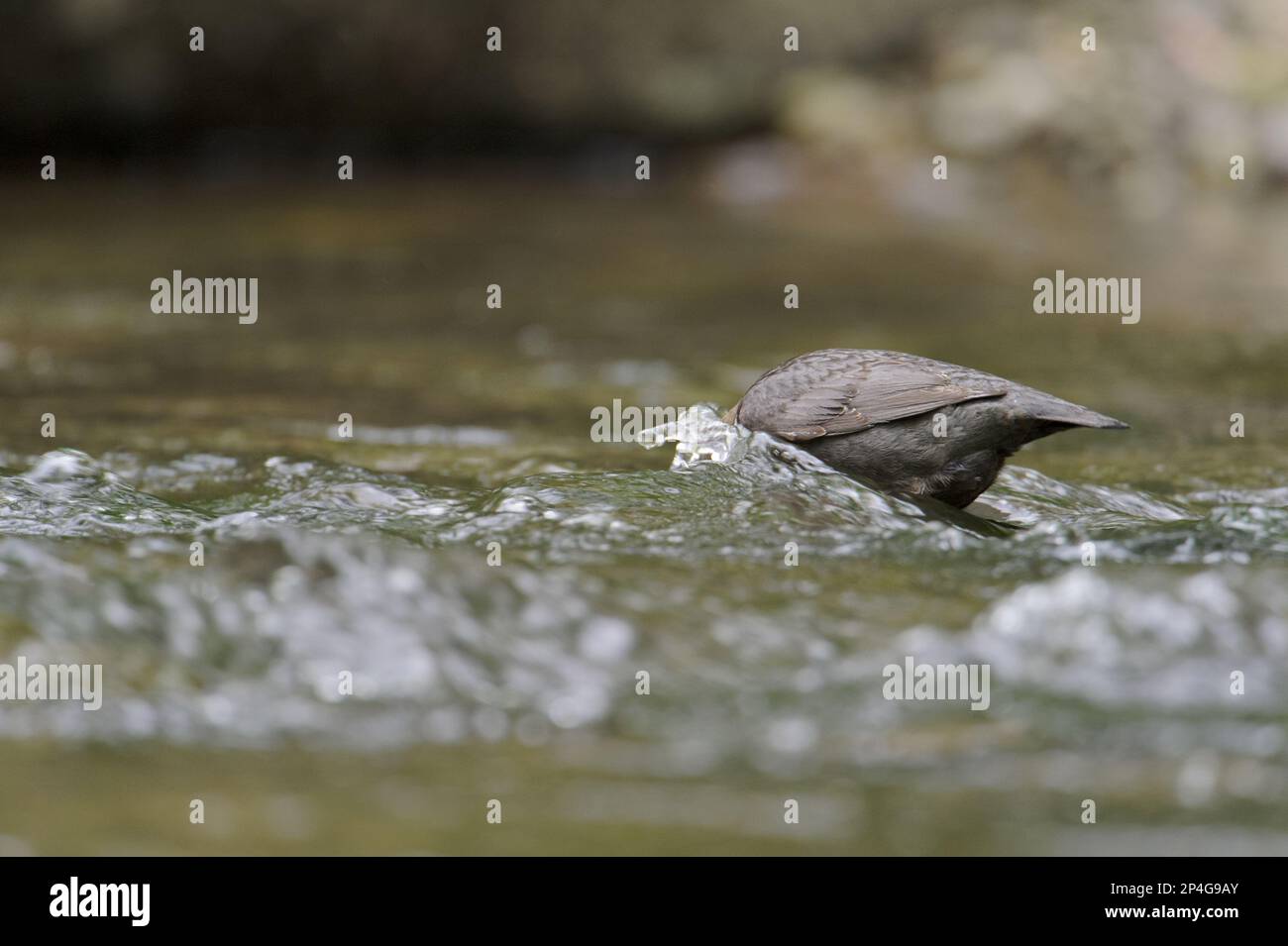 Penetratore a gola bianca (Cincluss cincluss gularis) adulto, con testa sommersa in ruscello, Galles, Regno Unito Foto Stock