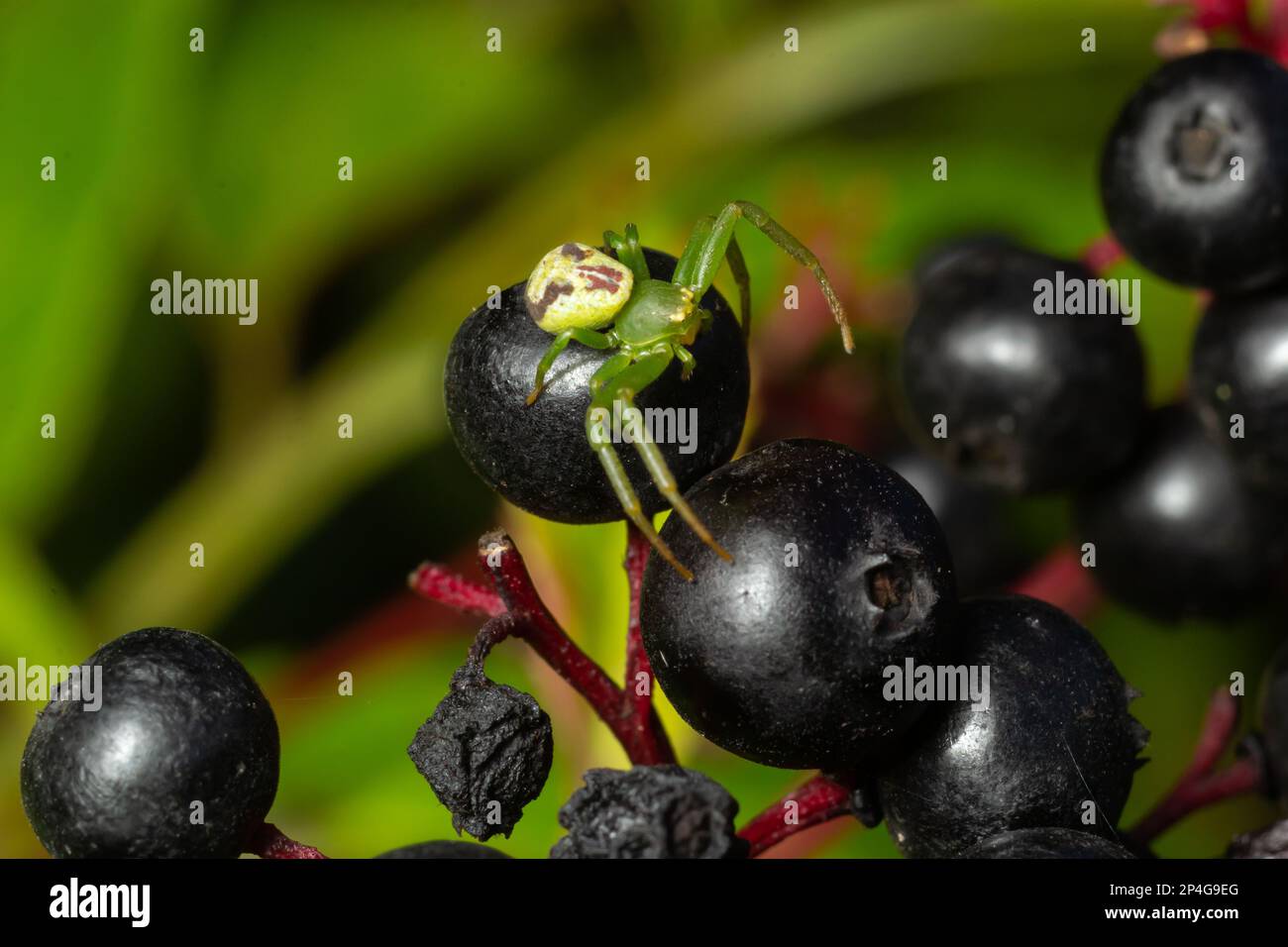 Il ragno di granchio verde, Diaea dorsata, siede in agguato per la preda sulle bacche di sambuco. Foto Stock