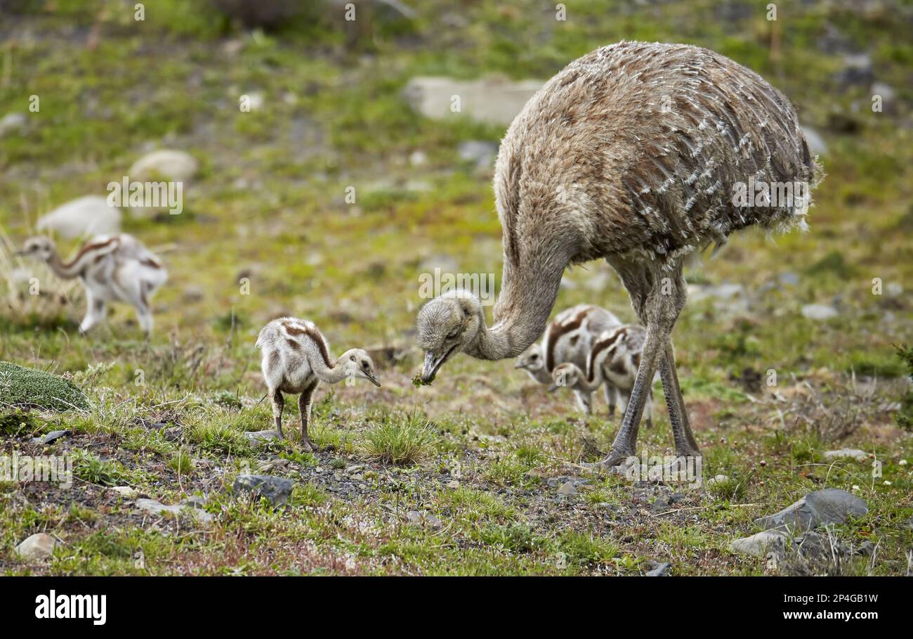 rhea (Rhea Pennata) adulto maschio con pulcini, alimentazione, Torres del Paine N.P., Patagonia meridionale, Cile Foto Stock