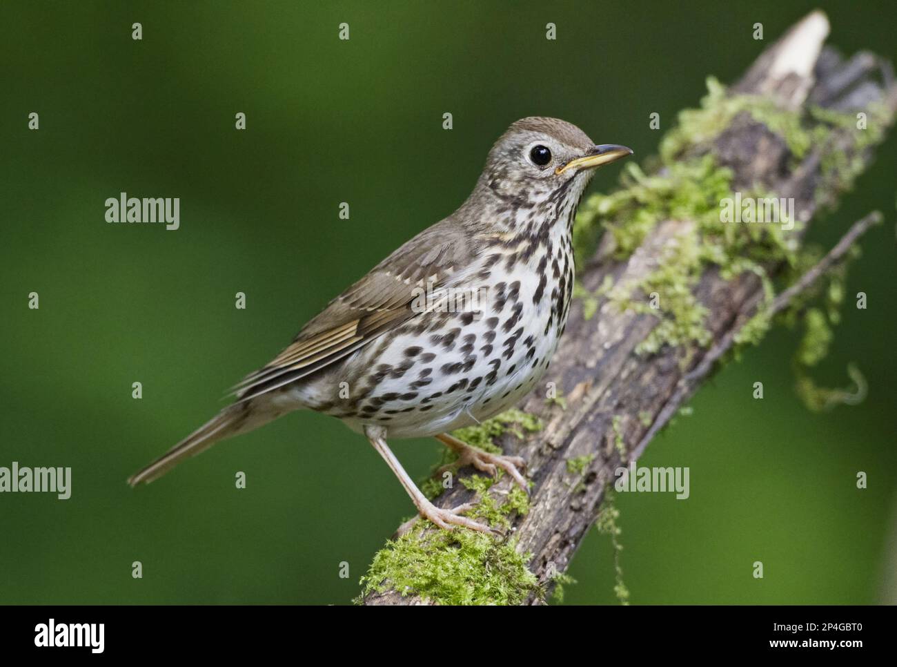 Canzone thrush (Turdus philomelos) adulto, seduto su un ramo nella foresta, Debrecen, Ungheria Foto Stock