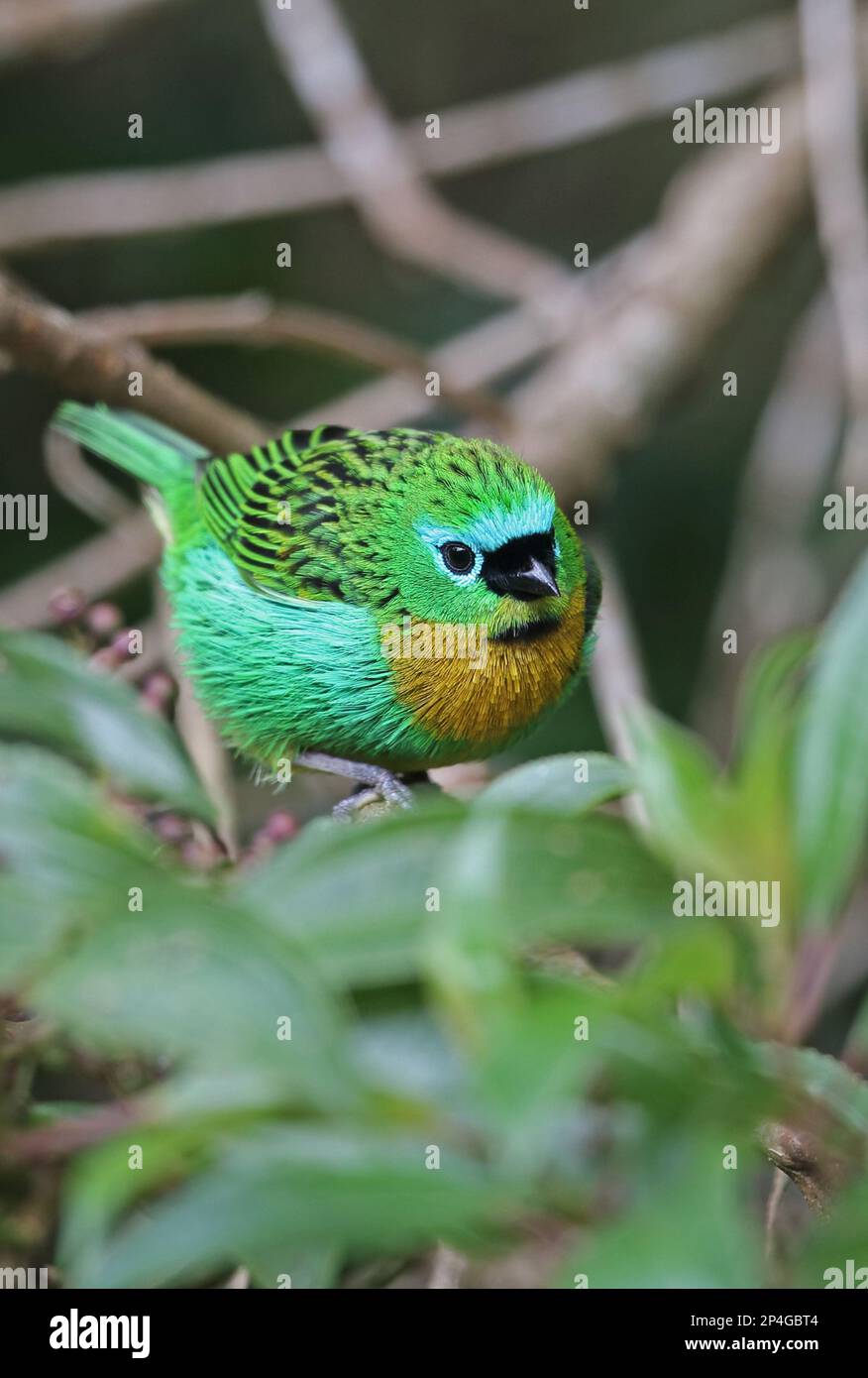 Tanager brassy-breasted Tangara (Tangara desmaresti), adulto, seduto su un ramo, foresta pluviale atlantica, Brasile Foto Stock