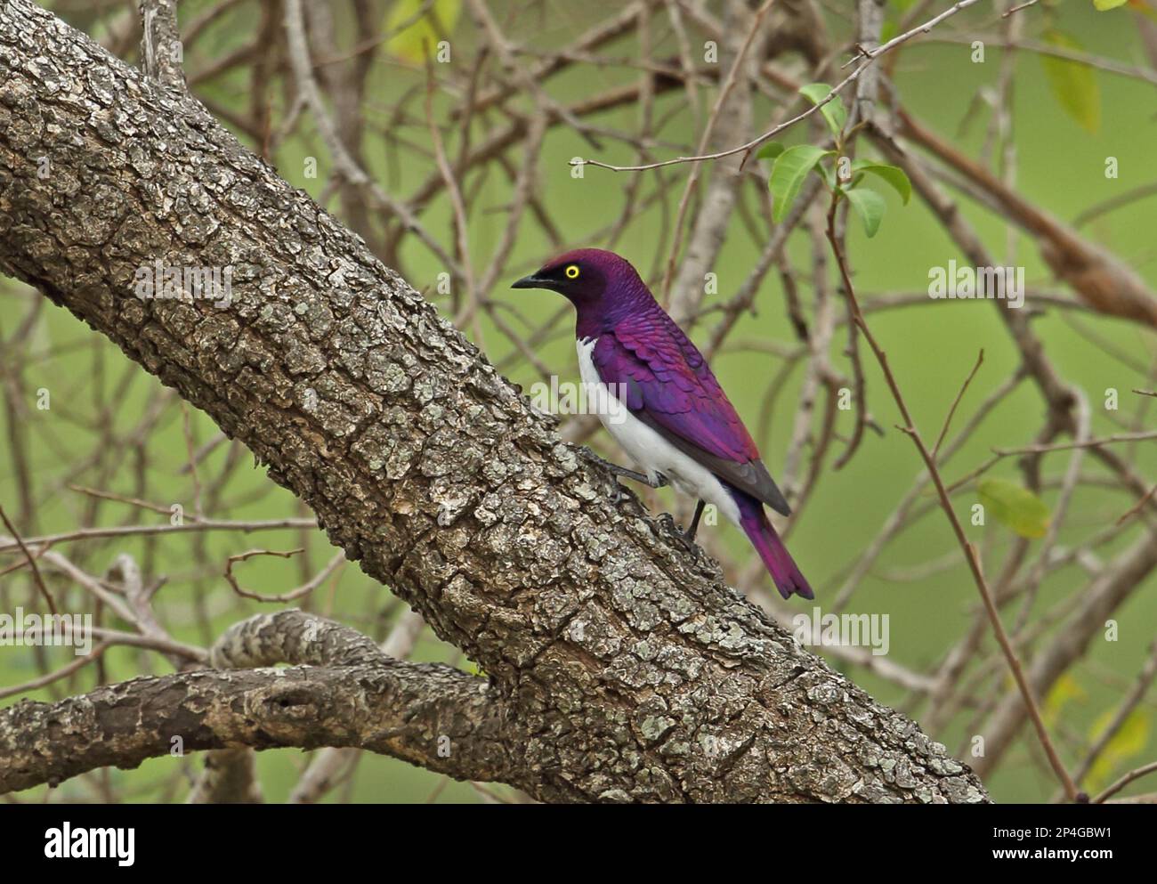 Starring con dorso viola (Cinnyricinclus leucogaster verreauxi), adulto maschio, seduto sul tronco dell'albero, Tembe Elephant Park, Maputaland, KwaZulu-Natal Foto Stock