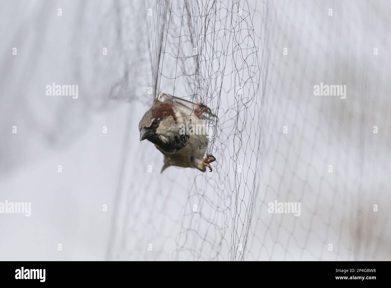 Casa Sparrow (Passer domesticus) maschio adulto, catturato nella rete di nebbia durante il sondaggio di ringing, Suffolk, Inghilterra, Regno Unito Foto Stock