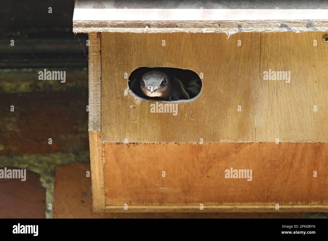 Common Swift (Apus apus) adulto, all'ingresso del nestbox manmade, Norfolk, Inghilterra, Regno Unito Foto Stock
