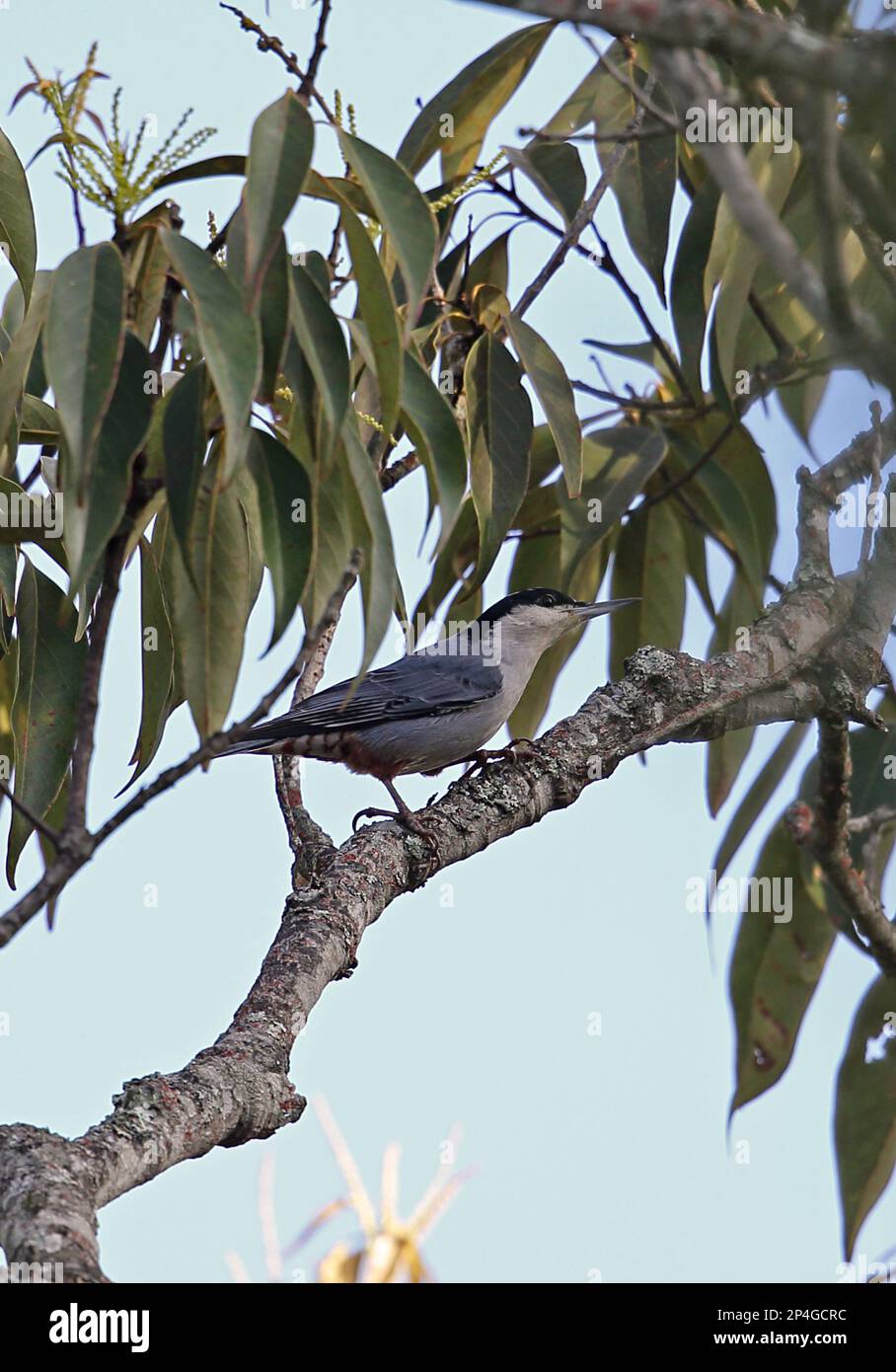 Nuthatch gigante (Sitta magna magna) adulto, seduto su un ramo, Doi Lang, Doi Pha Hom Pok N. P. Chiang mai Provincia, Thailandia Foto Stock