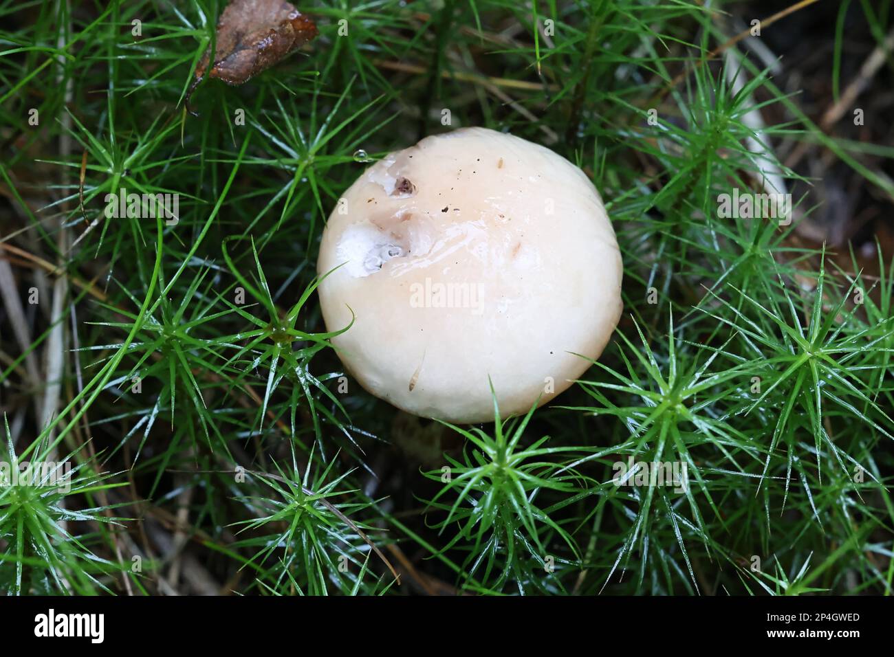 Gomphidius maculatus, conosciuto come la punta di larice o la punta di larice-cappuccio, fungo selvatico dalla Finlandia Foto Stock