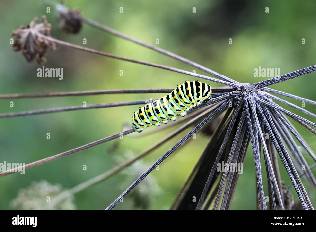 Papilio machaon, bruco del vecchio mondo Swallowtail, farfalla dalla Finlandia Foto Stock