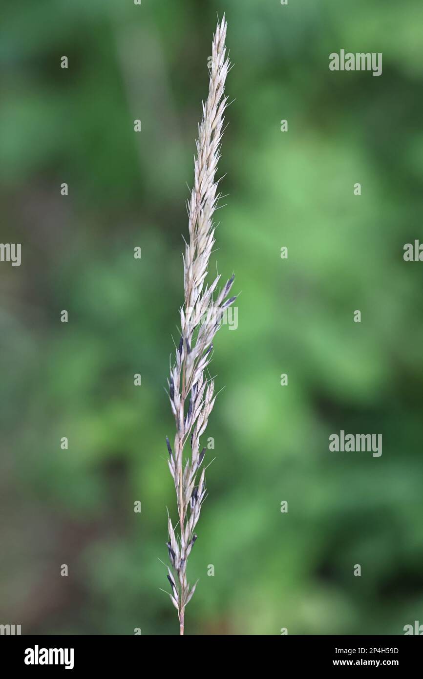 Claviceps purpurea, comunemente noto come fungo di ergot, che cresce su erba di canna Calamagrostis arundinacea in Finlandia Foto Stock