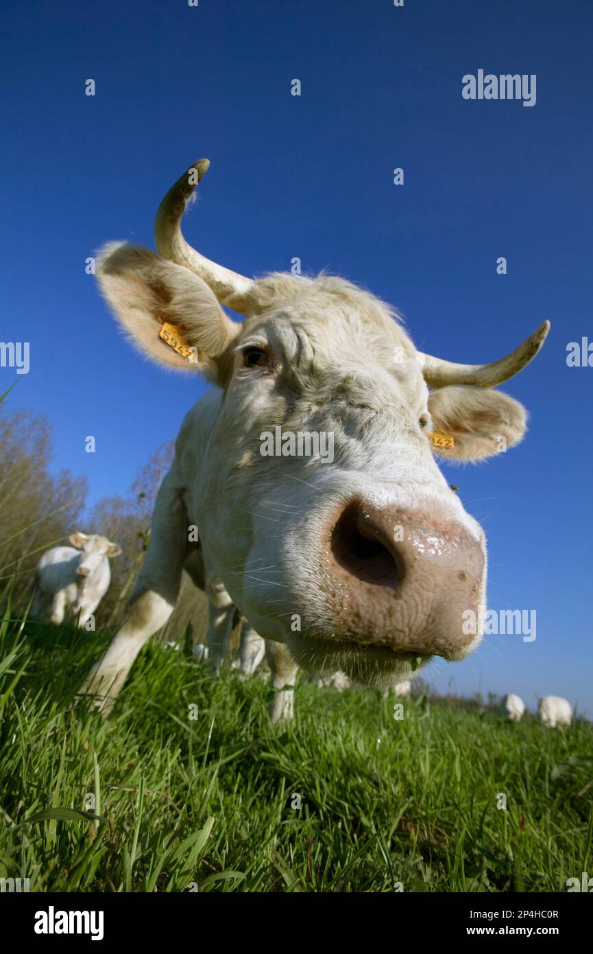 Charolais nutrimento mandria di bovini da carne Bretagna Francia. Aprile. Primo piano della testa. Mostra gli avvisatori acustici. Il bestiame di Charolais è una razza bovina Foto Stock