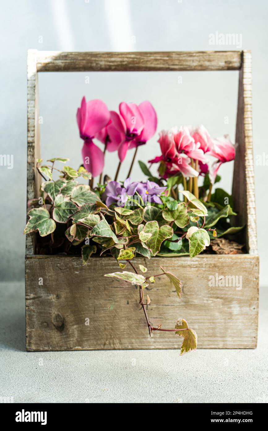 Composizione floreale primaverile con ciclamino luminoso Foto Stock