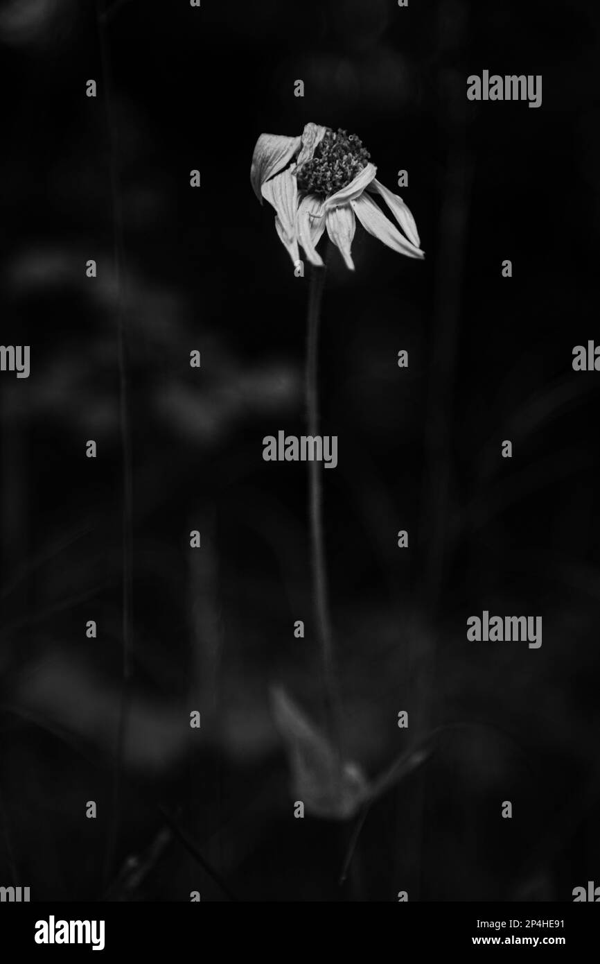 Arrica fiore appassito in primavera nero e bianco Foto Stock