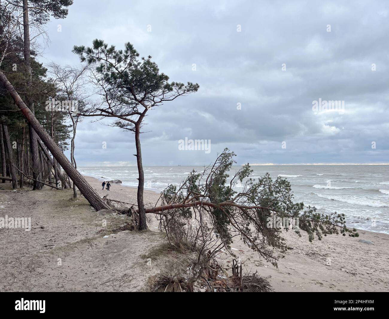 Alberi che cadono in vedere a causa di erosione costiera. Regione di Klaipeda. Costa baltica Lituania. Immagine Garyroberts/worldwidefeatures.com Foto Stock