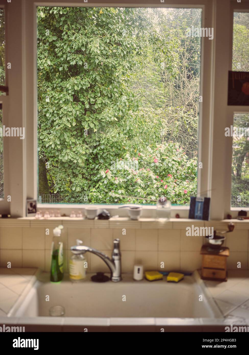 Di fronte ad un lavello da cucina che si affaccia su una finestra di alberi e la natura Foto Stock