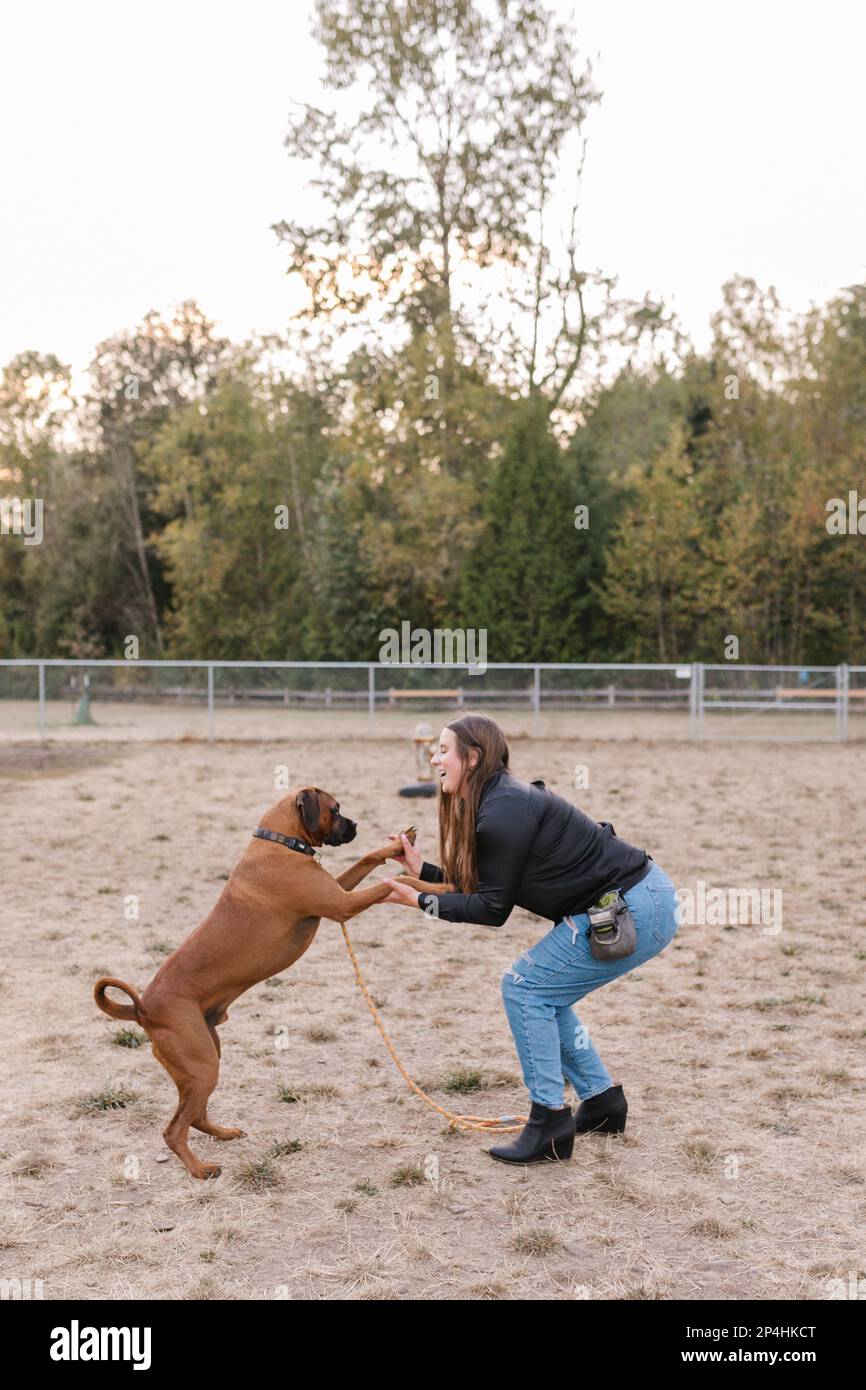 Boxer Mix Dog che dà doppio alto five in un parco per cani Foto Stock