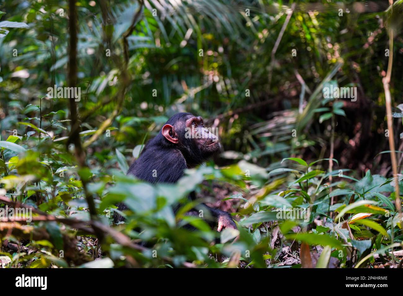 Scimpanzé seduto nella foresta e guardando nel cielo nel parco nazionale Kibale uganda Foto Stock
