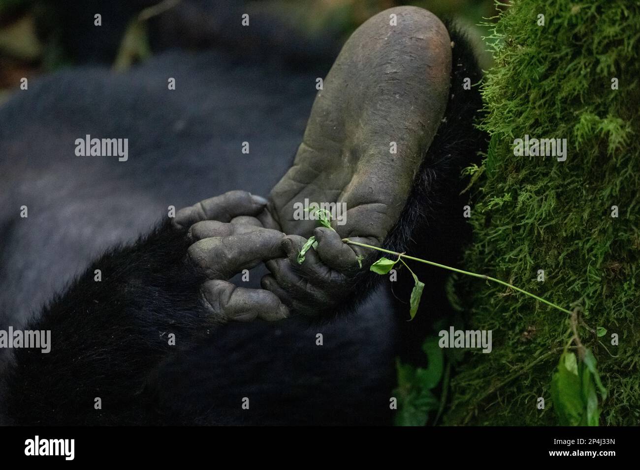 Gorilla piede e mano nel Parco Nazionale Bwindi impenetrabile Foto Stock