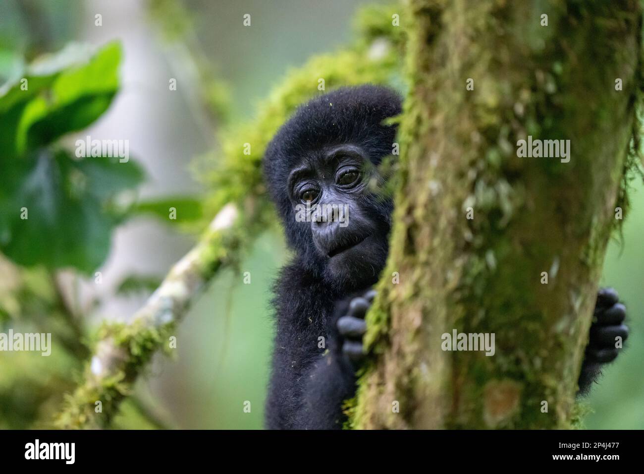 Baby Gorilla di un anno giocando nel Parco Nazionale impenetrabile di Bwindi Foto Stock