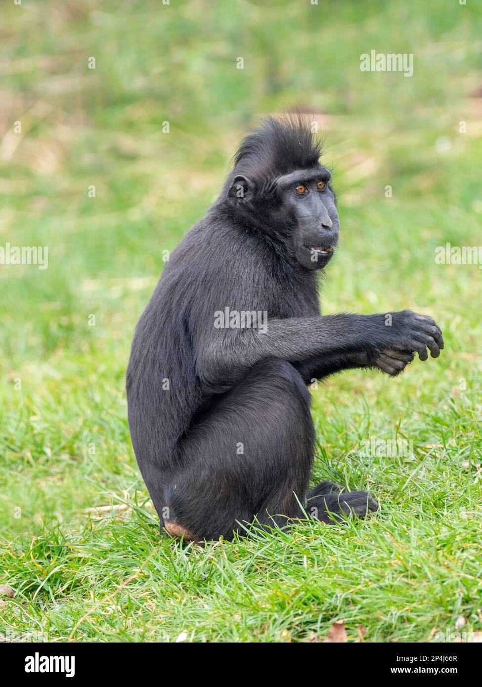 Celebes crested macaque Macaca nigra noto anche come crested macaco nero, Sulawesi crested macaco o il black ape Foto Stock