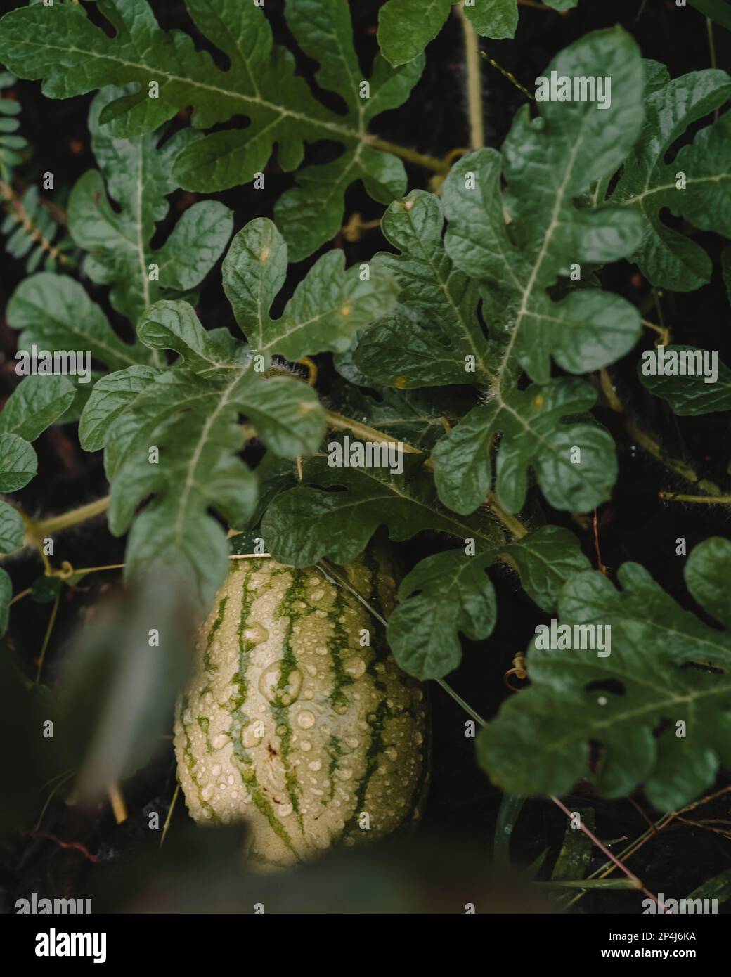 Cocomero sulla vite dopo una tempesta di pioggia Foto Stock