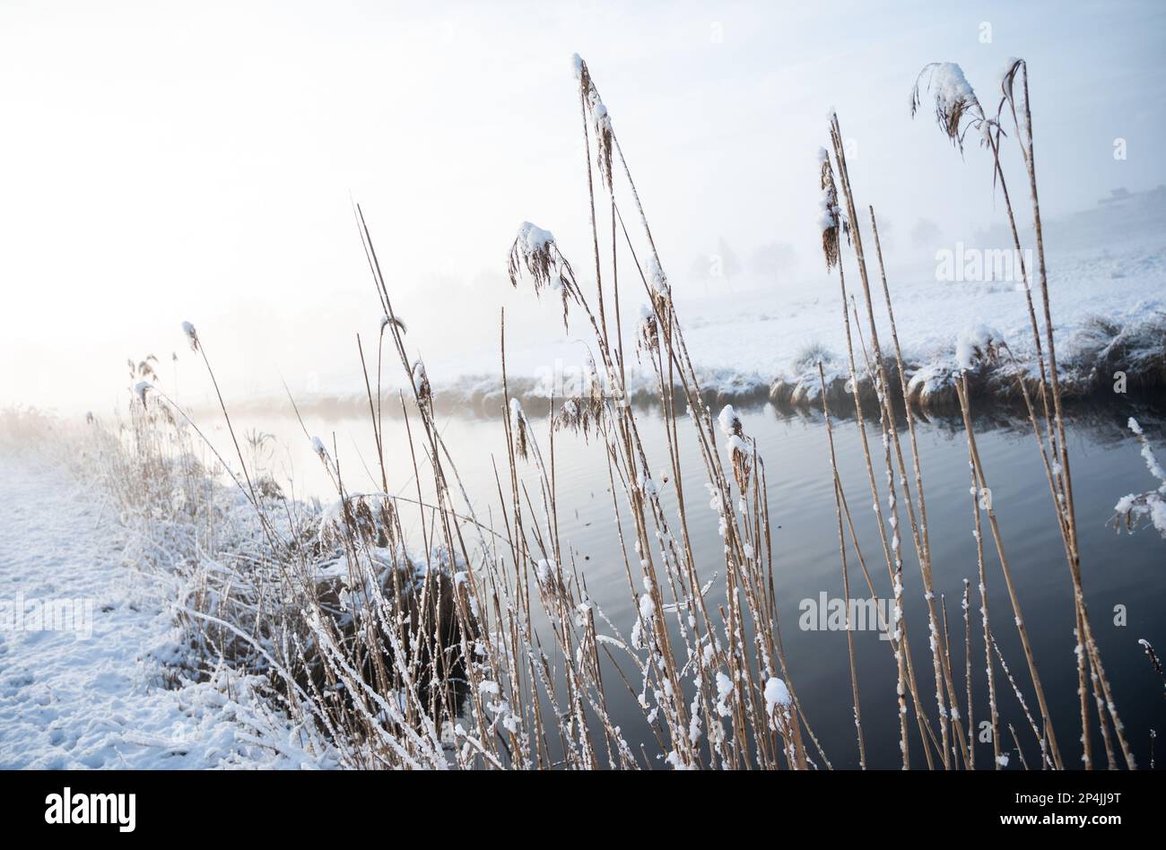 Amburgo, Germania. 06th Mar, 2023. La neve si trova sulle piante di canna nella riserva naturale Boberger Niederung nel quartiere di Billwerder. Credit: Daniel Bockwoldt/dpa/Alamy Live News Foto Stock