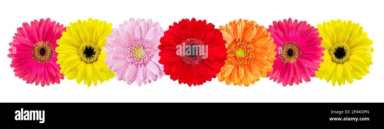 Fiori di Gerbera colorati isolati su sfondo bianco Foto Stock