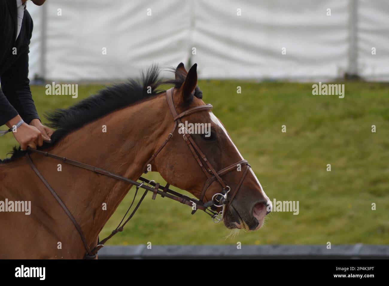 Cavallo e cavaliere Foto Stock