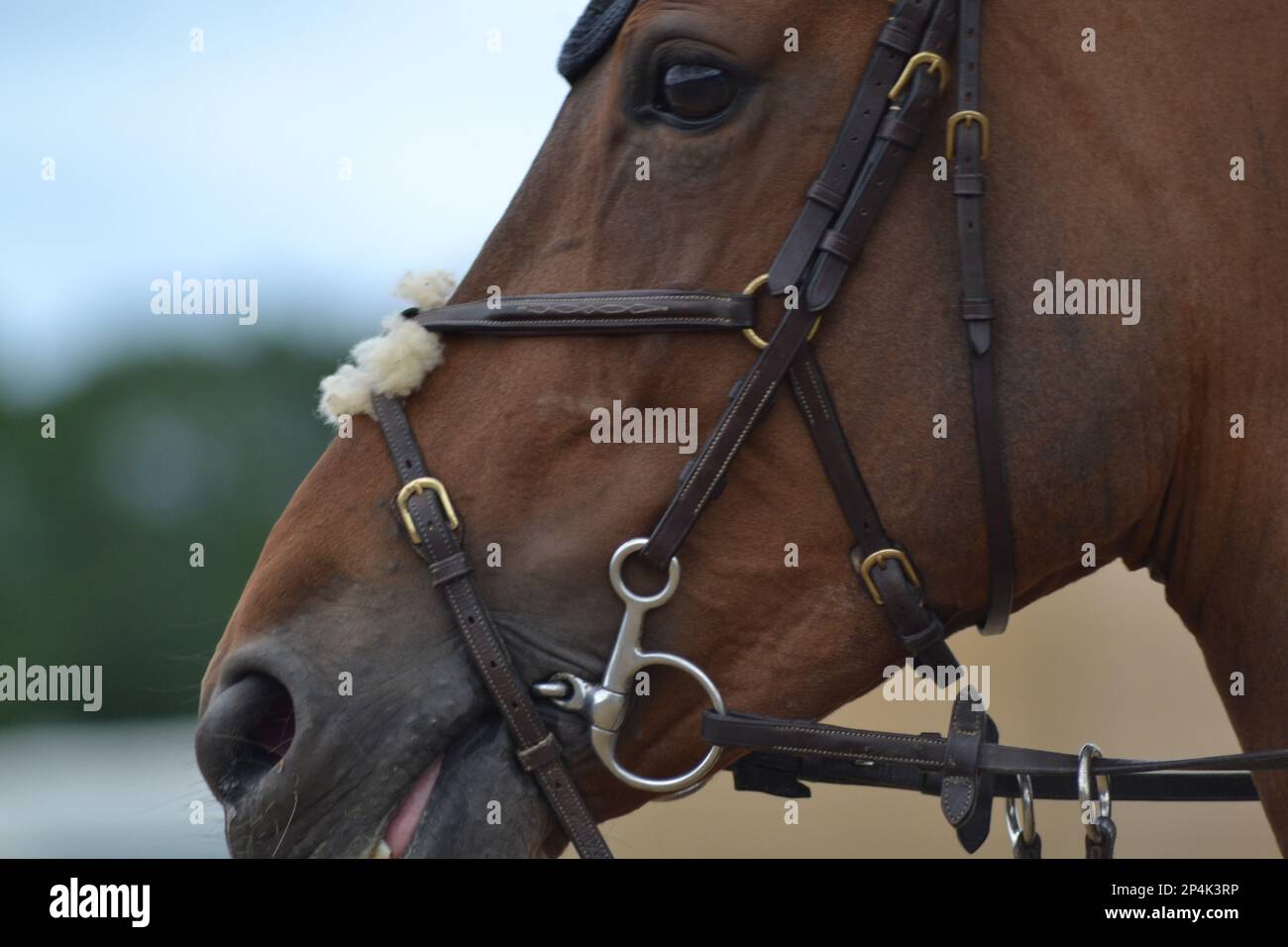 Testa di cavallo della baia con punta e bridle Foto Stock