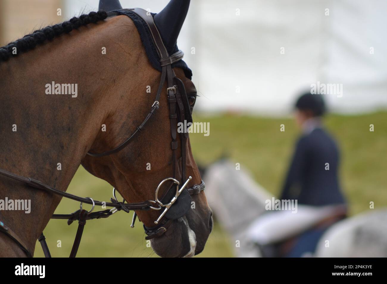Testa di cavallo della baia con il cofano e la briglia Foto Stock